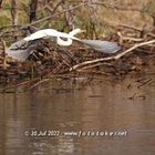 Great Egret getting Airborne