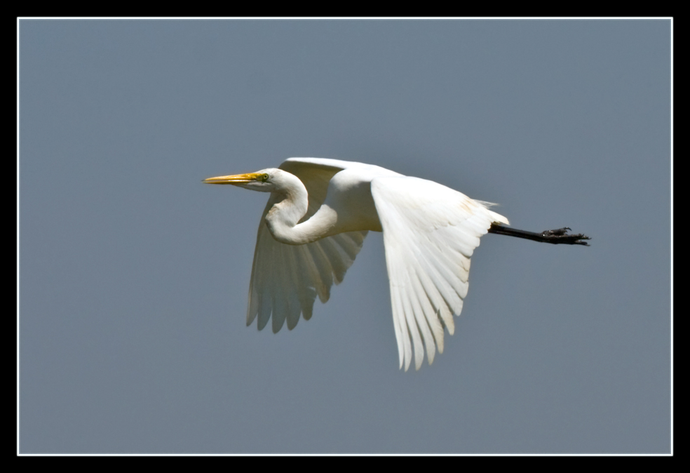 Great Egret im Flug