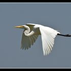 Great Egret im Flug
