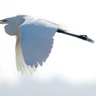 Great Egret in Flight