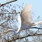 Great Egret In Flight Profile