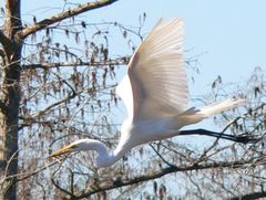 Great Egret In Flight Profile