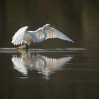 Great Egret Launch