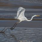 Great Egret Taking Off