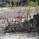 Great Falls Rapids, Early Spring