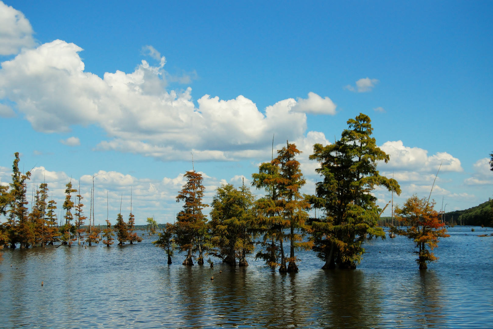 Great Fishing near the trees