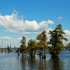 Great Fishing near the trees