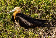 Great Frigatebird.                                DSC_0255