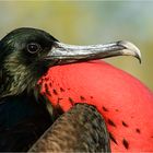 Great Frigatebird (Fregata minor)