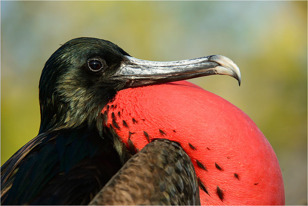 Great Frigatebird (Fregata minor)