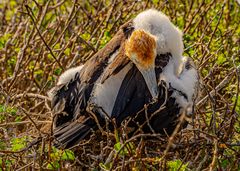 Great Frigatebird, hier noch als Küken.                    DSC_0252