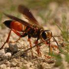 Great Golden Digger Wasp