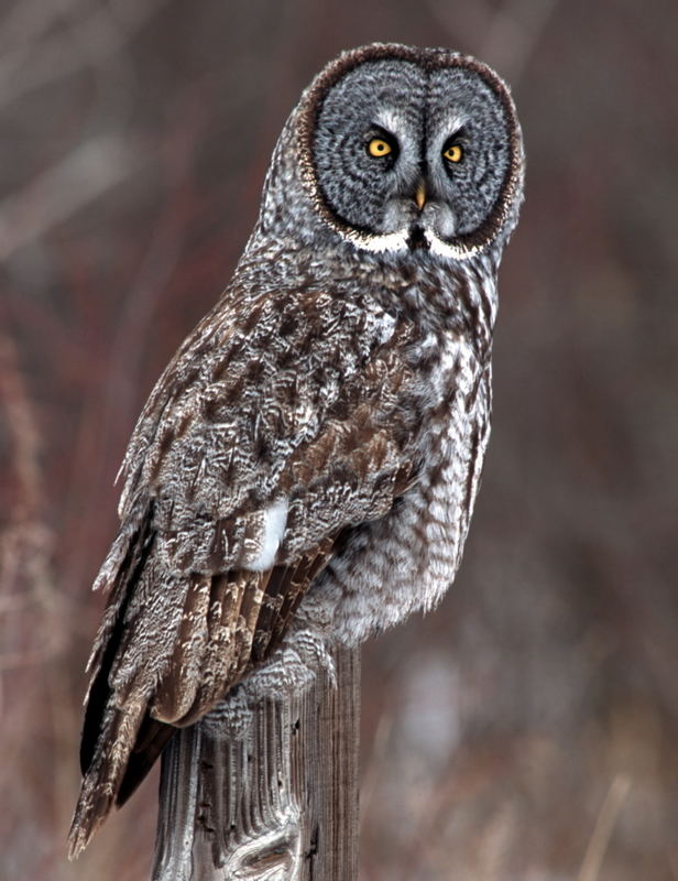 Great Gray Owl - Strix nebulosa