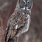 Great Gray Owl - Strix nebulosa