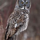 Great Gray Owl - Strix nebulosa