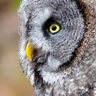 Great Grey Owl