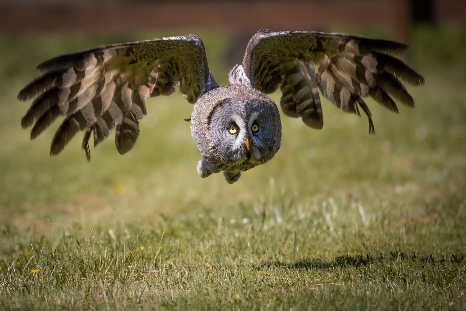 Great Grey Owl