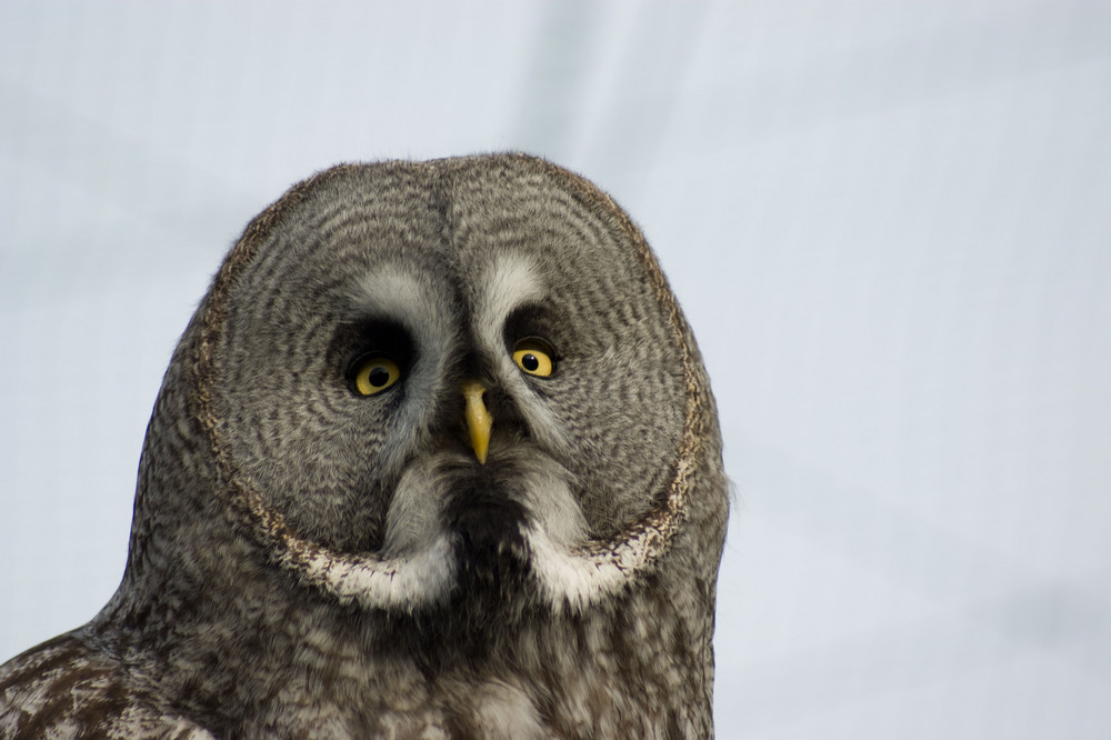 Great Grey Owl