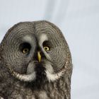 Great Grey Owl