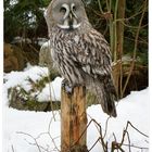 Great Grey Owl