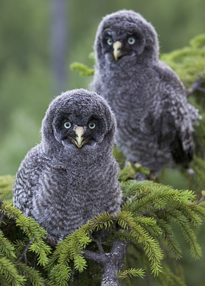 Great grey owl chicks