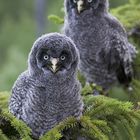 Great grey owl chicks