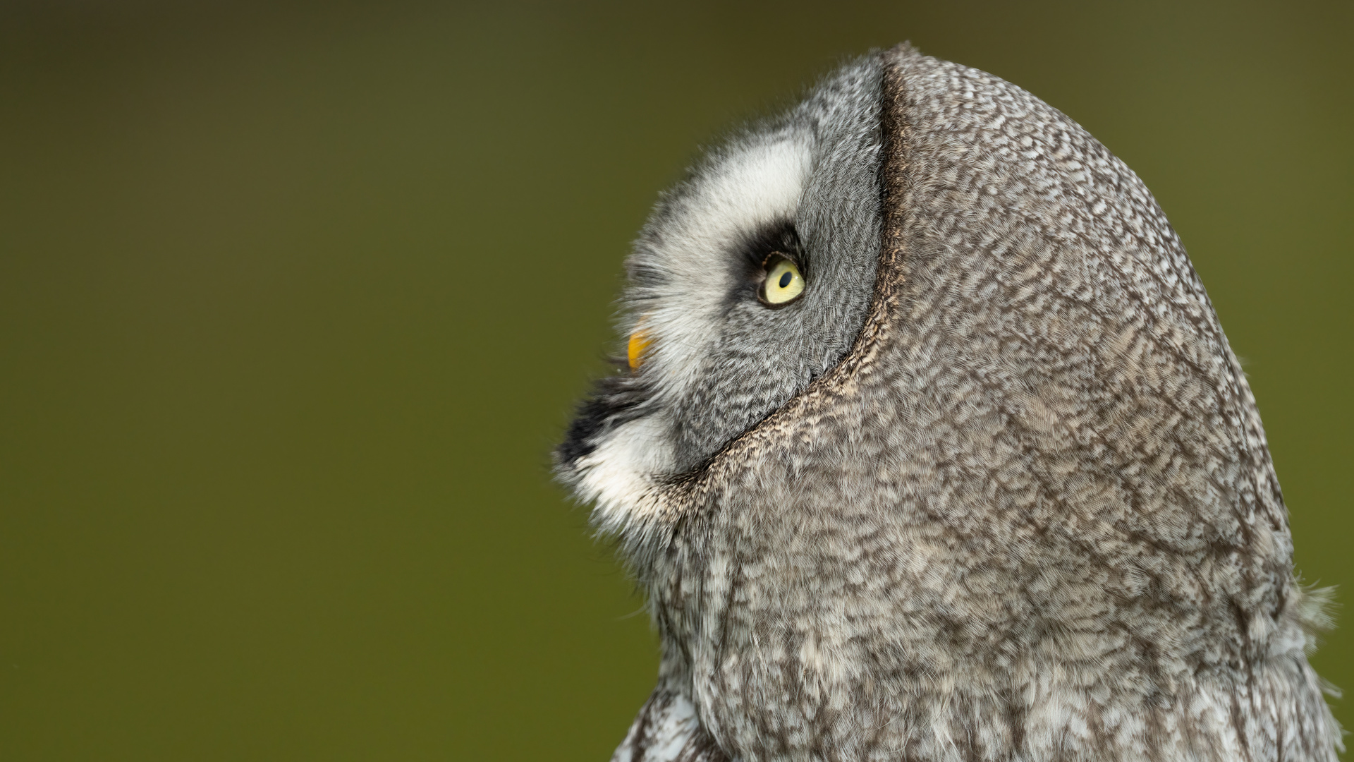 Great Grey Owl