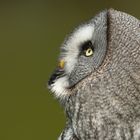 Great Grey Owl