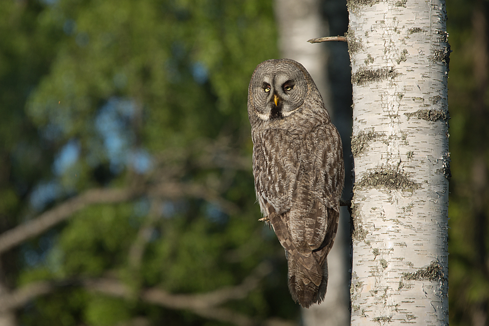 Great Grey Owl