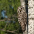 Great Grey Owl