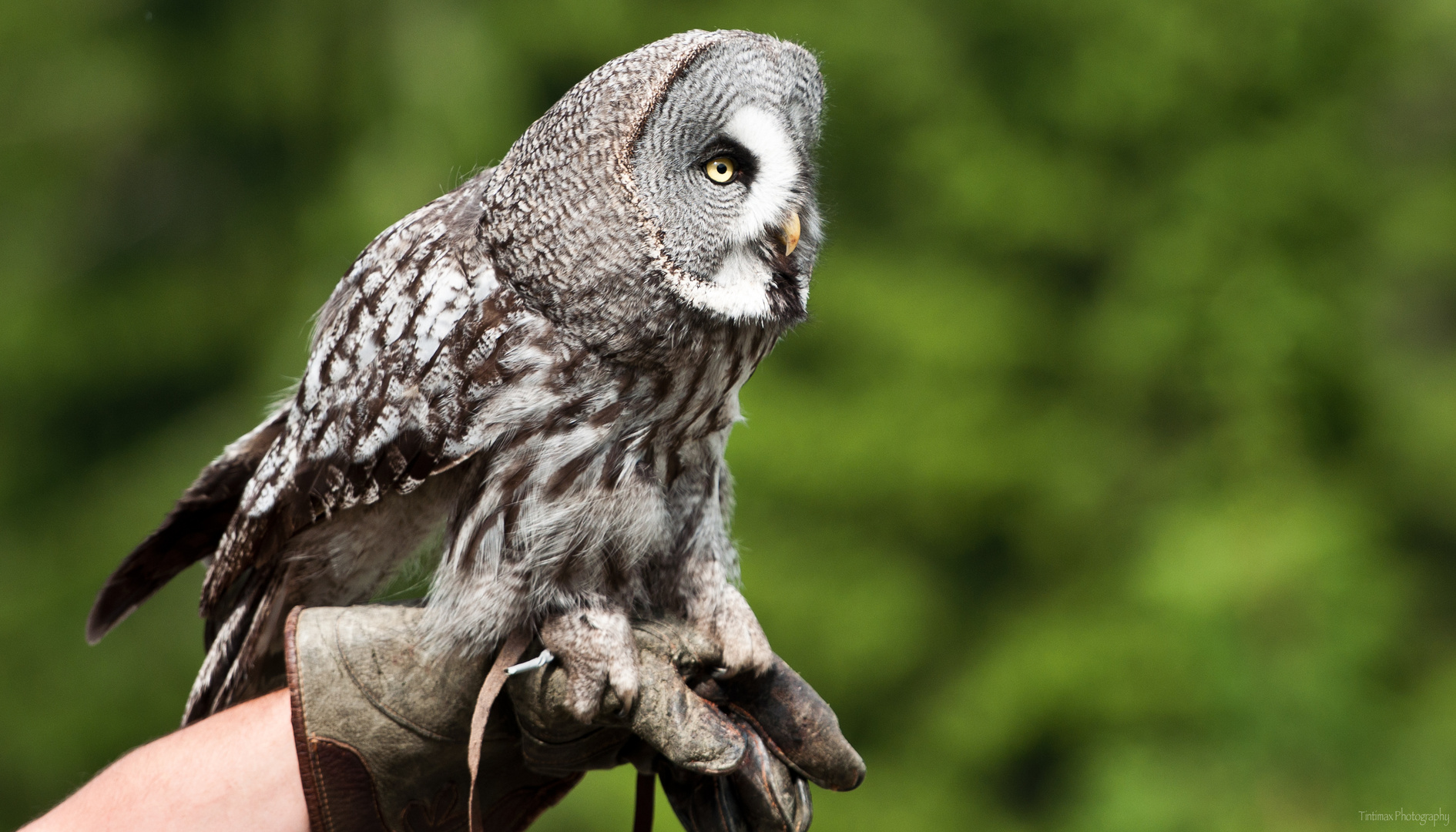 great grey owl