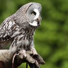 great grey owl