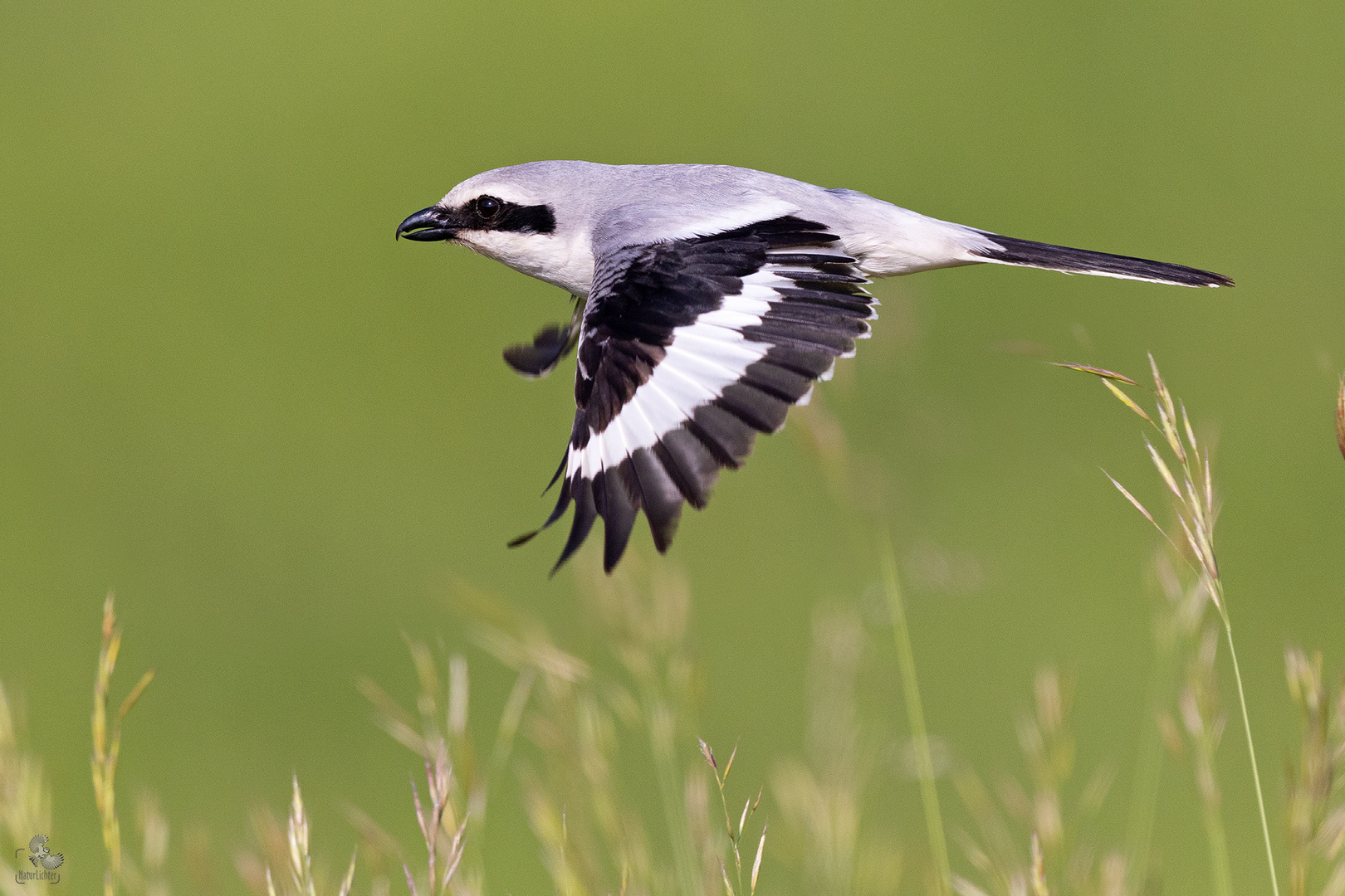 Great grey shrike (Lanius excubitor), Raubwürger, Thüringen, Deutschland