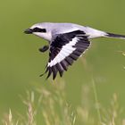 Great grey shrike (Lanius excubitor), Raubwürger, Thüringen, Deutschland