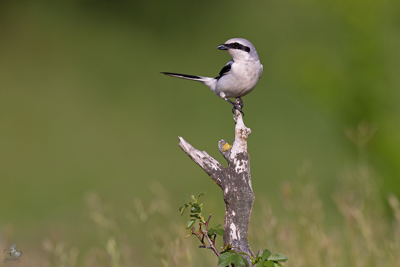 Great grey shrike (Lanius excubitor), Raubwürger, Thüringen, Deutschland