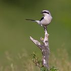 Great grey shrike (Lanius excubitor), Raubwürger, Thüringen, Deutschland