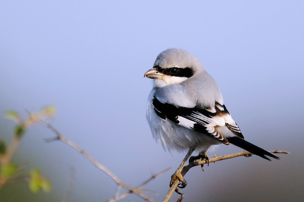 Great Grey Shrike - Parco Nazionale Keoladeo (India)