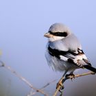 Great Grey Shrike - Parco Nazionale Keoladeo (India)