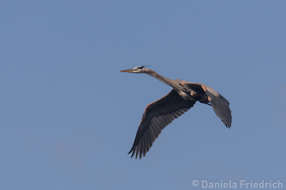 Great Heron