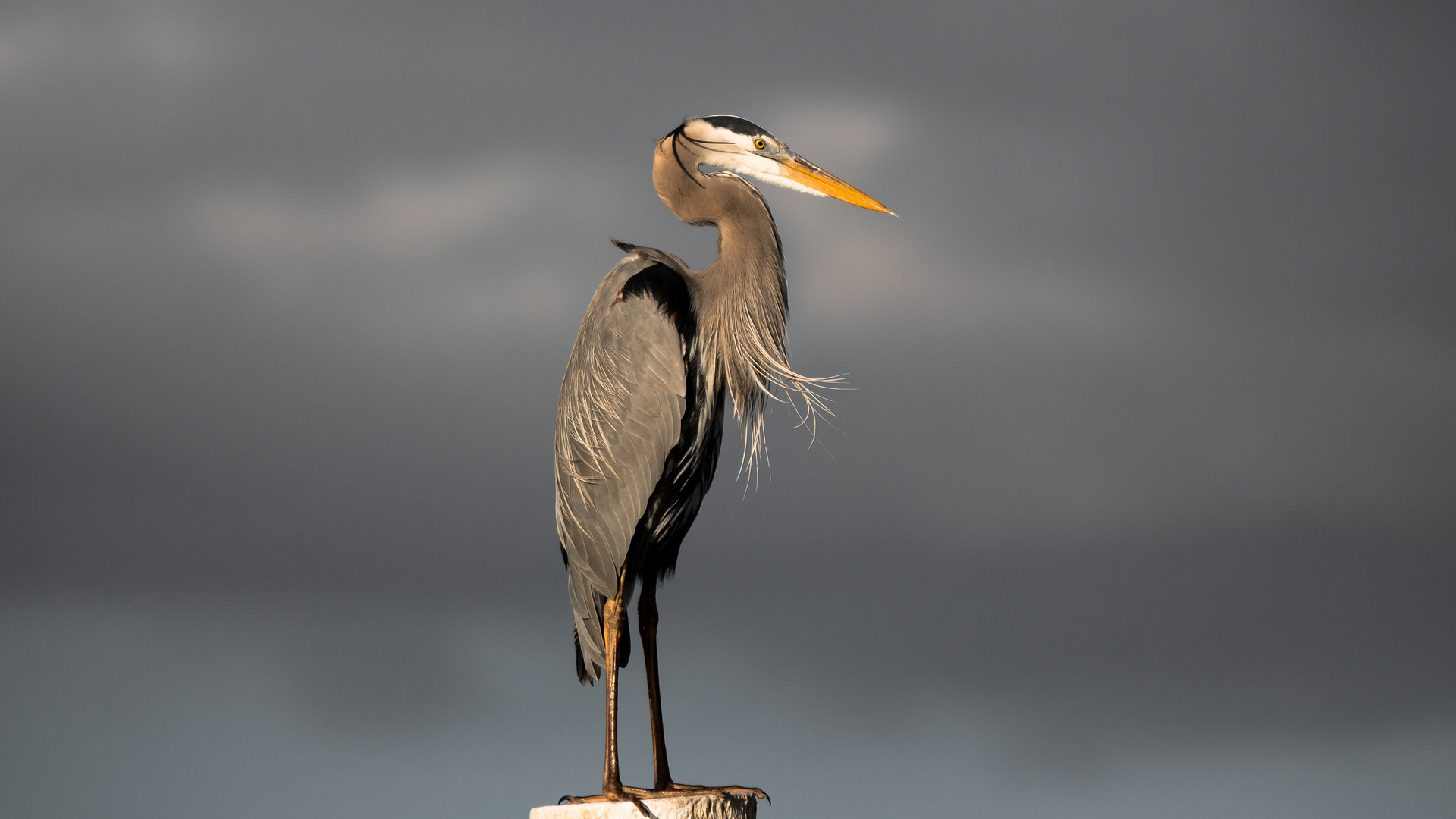 Great Heron