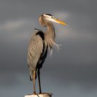 Great Heron