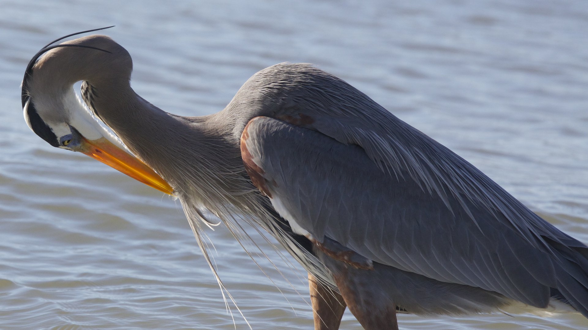 Great Heron