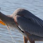 Great Heron