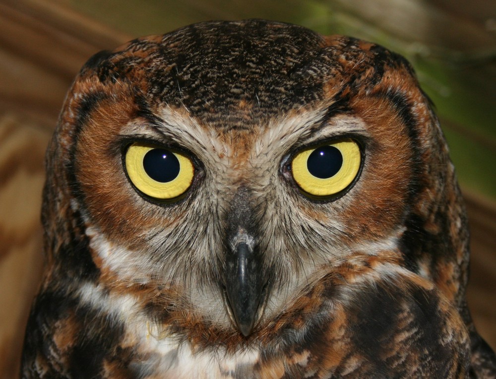 Great horned owl