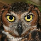 Great horned owl