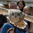 Great Horned Owl