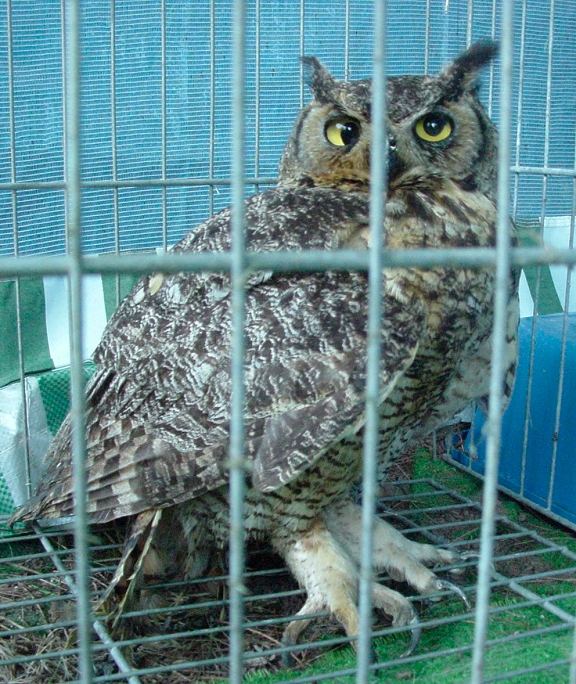 Great Horned Owl