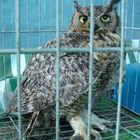 Great Horned Owl