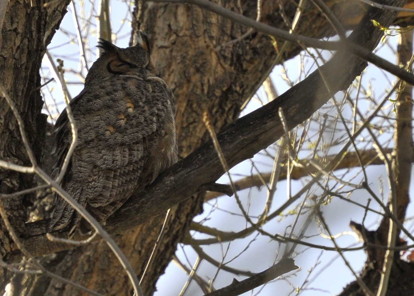 Great Horned Owl