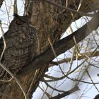 Great Horned Owl